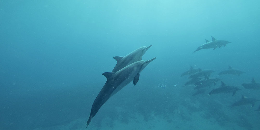 Meditation visual, dolphins underwater