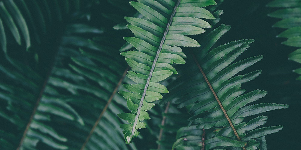 Meditation visual, soft green fern